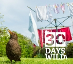 Blackbird 30 Days Wild